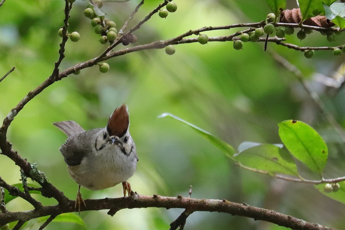 Taiwan Yuhina - ML644358847