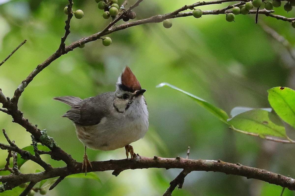 Taiwan Yuhina - ML644358848