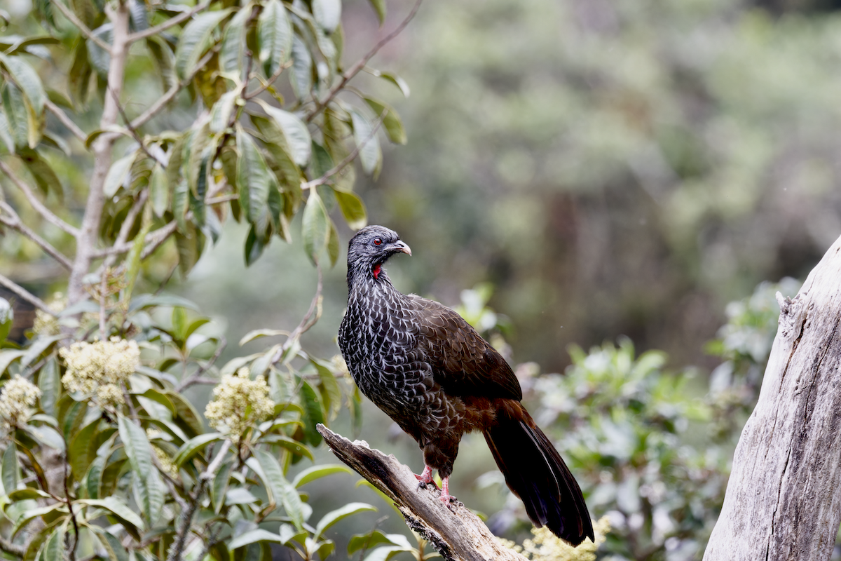 andeshokko - ML644358898