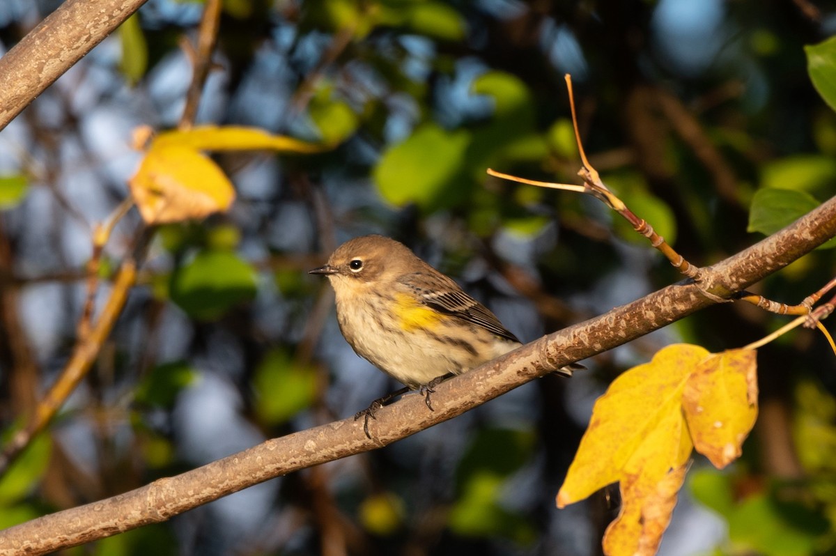 Taçlı Ötleğen (coronata) - ML644358909