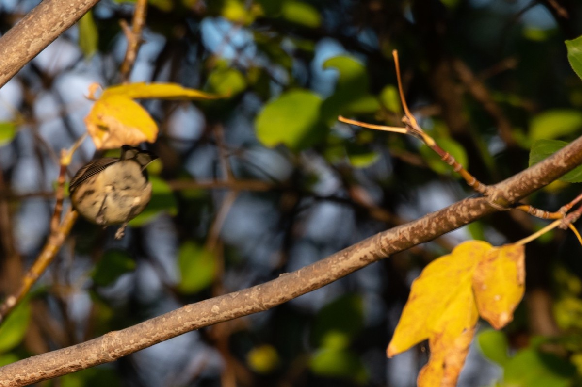 Taçlı Ötleğen (coronata) - ML644358911