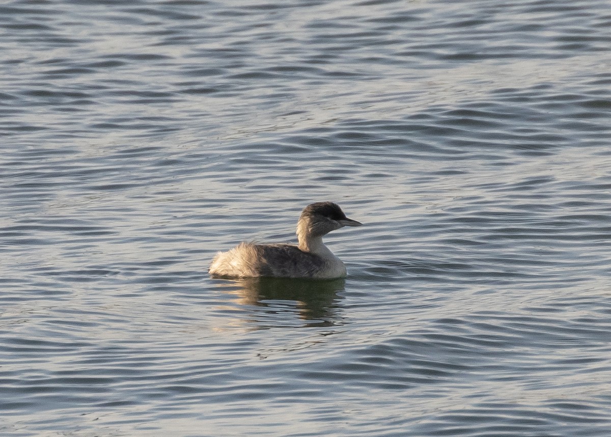 Zampullín Canoso - ML644358912