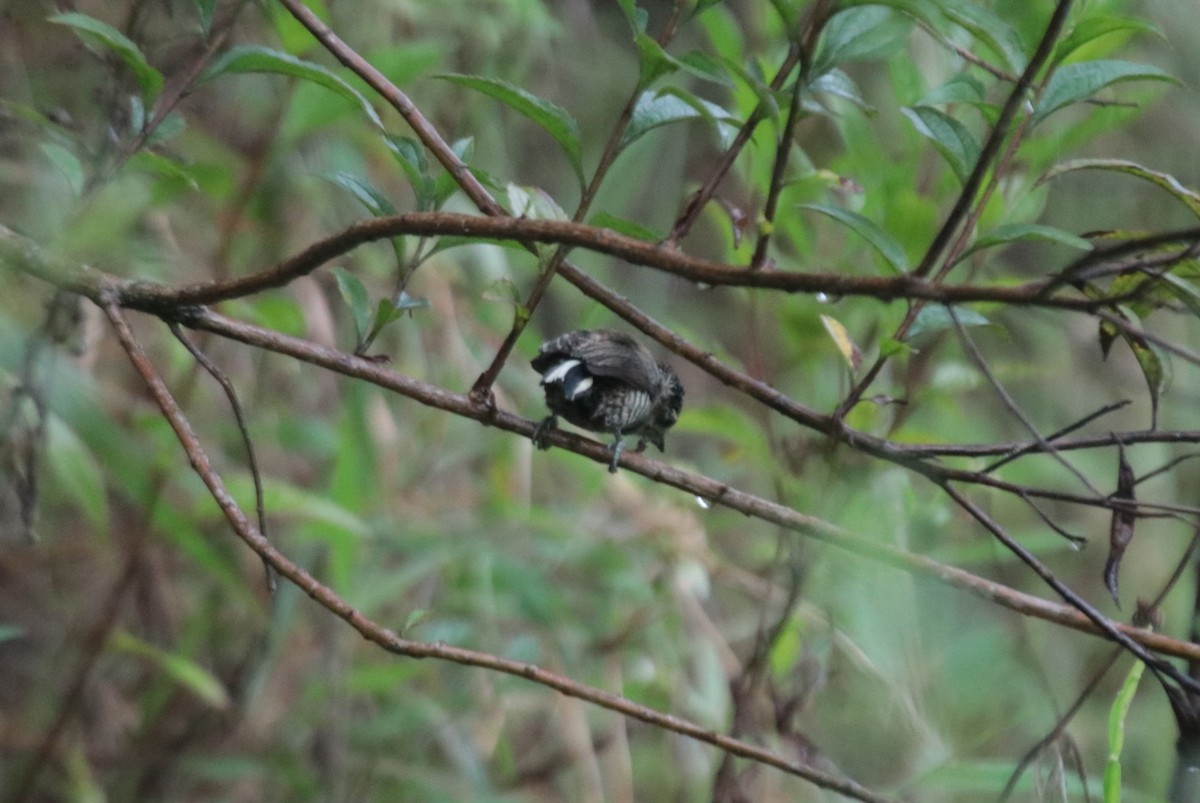 Zebrazwergspecht - ML644358913