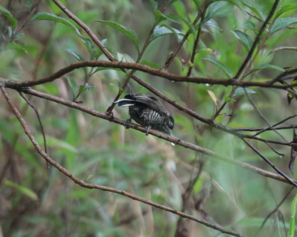 Zebrazwergspecht - ML644358914