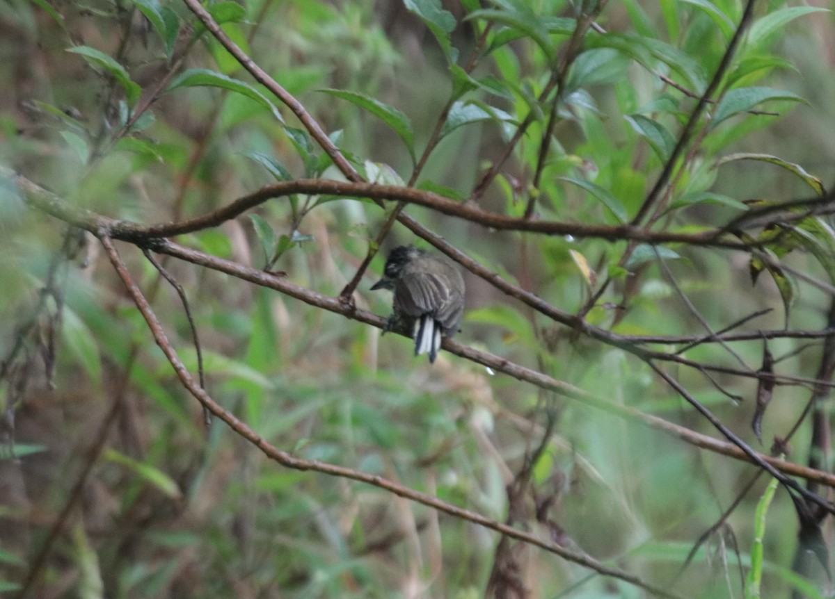 Zebrazwergspecht - ML644358915