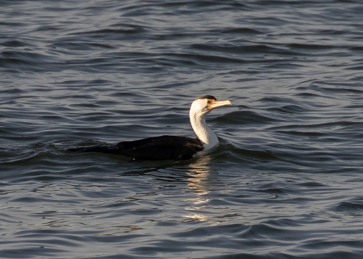 Pied Cormorant - ML644358917