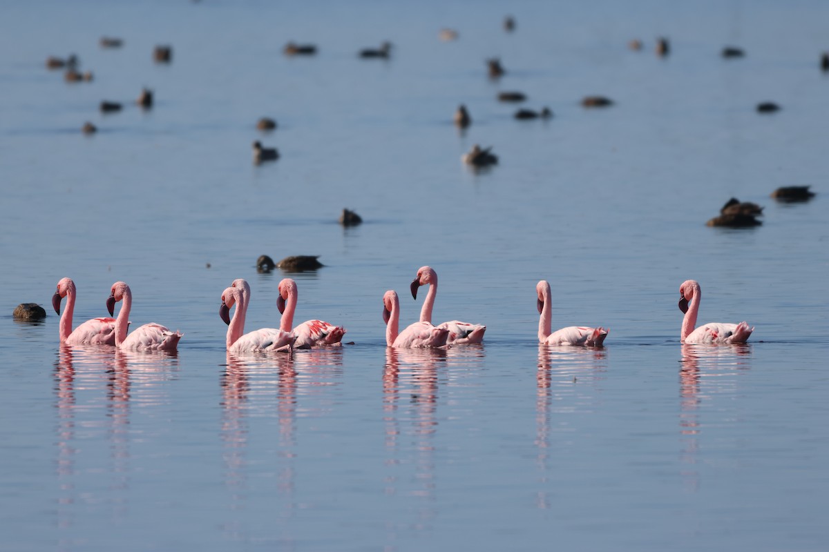 Flamant nain - ML644358918