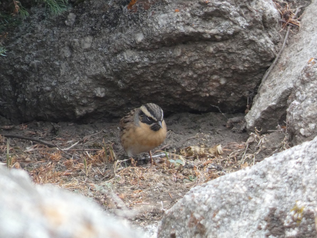 ノドグロイワヒバリ - ML644358919