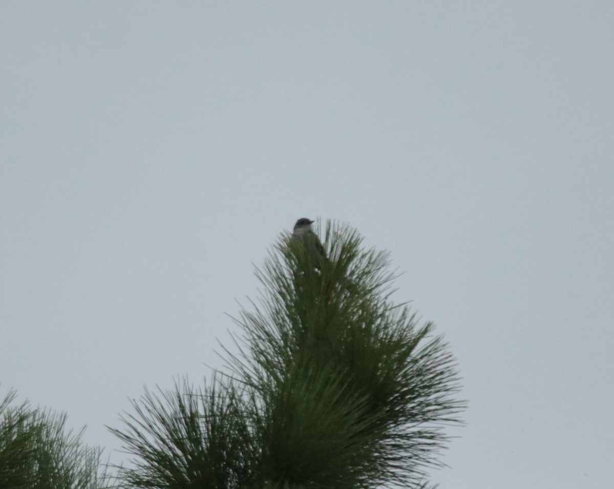 ハサミオタイランチョウ - ML644358926