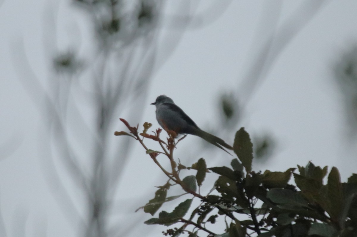 ハサミオタイランチョウ - ML644358927