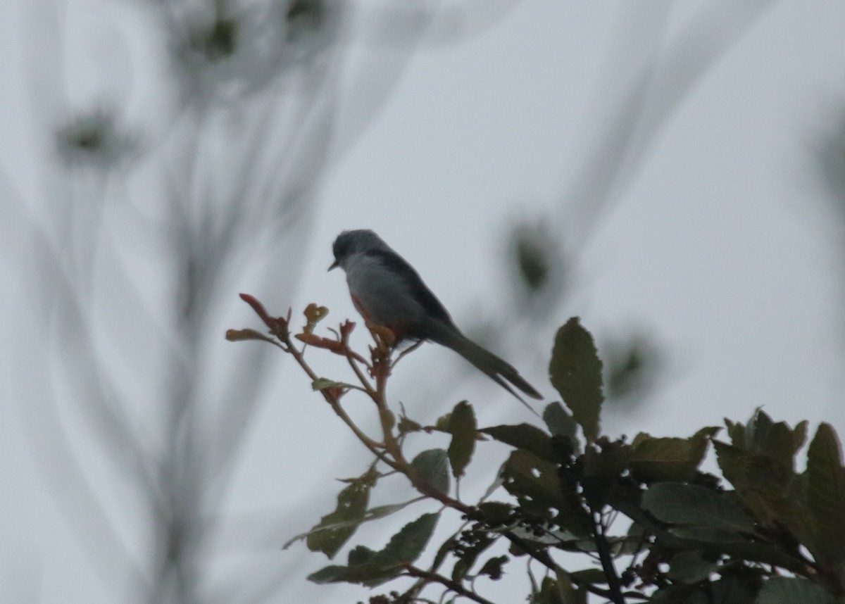 ハサミオタイランチョウ - ML644358928