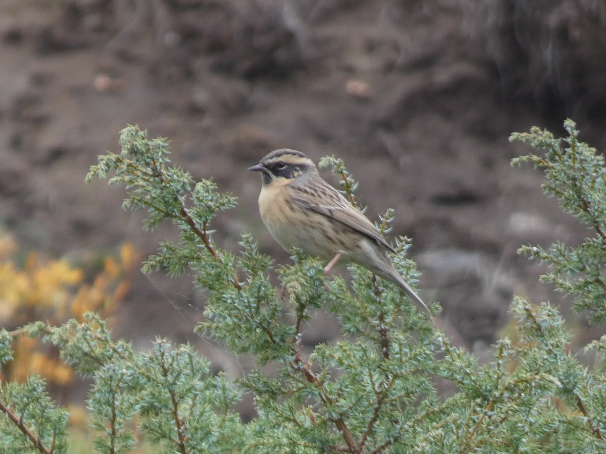 ノドグロイワヒバリ - ML644358933