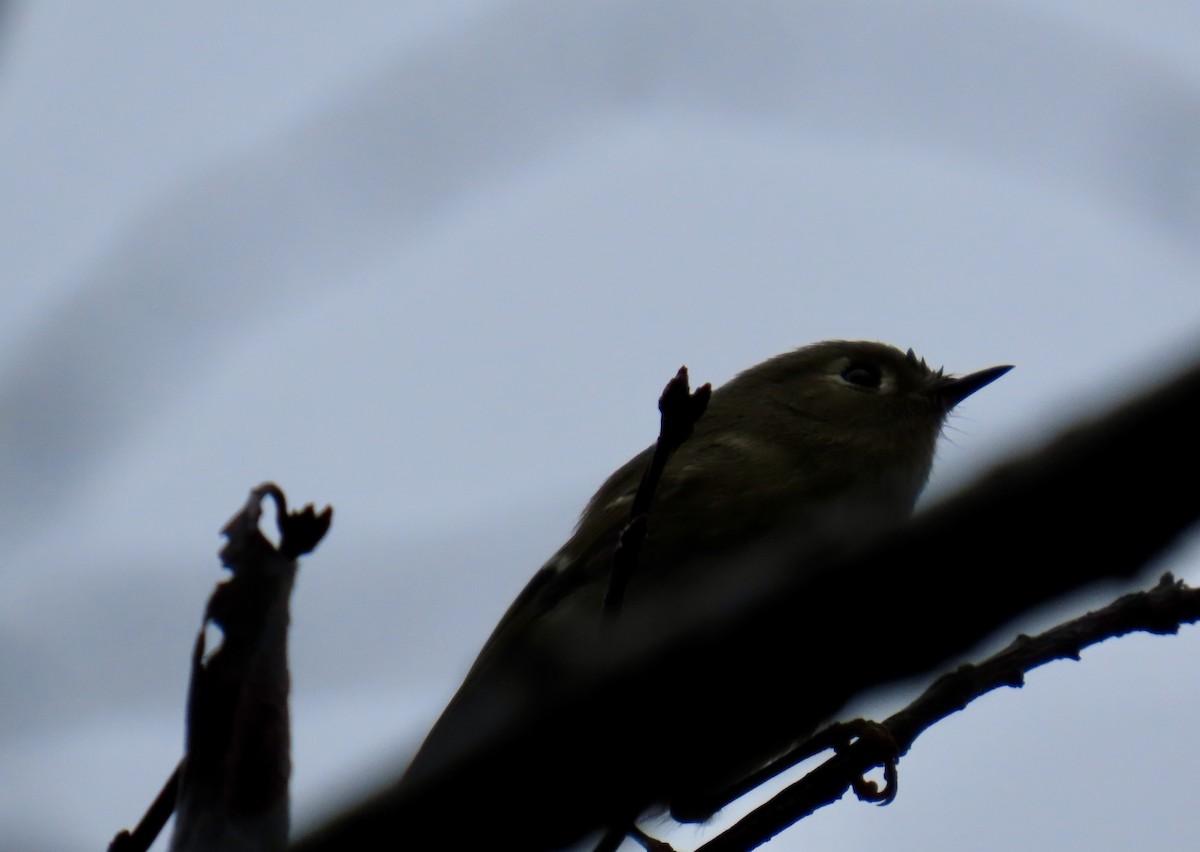 rubinfuglekonge - ML644358974