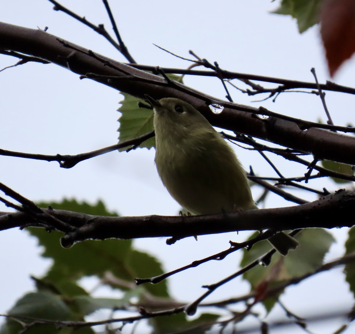 rubinfuglekonge - ML644358975