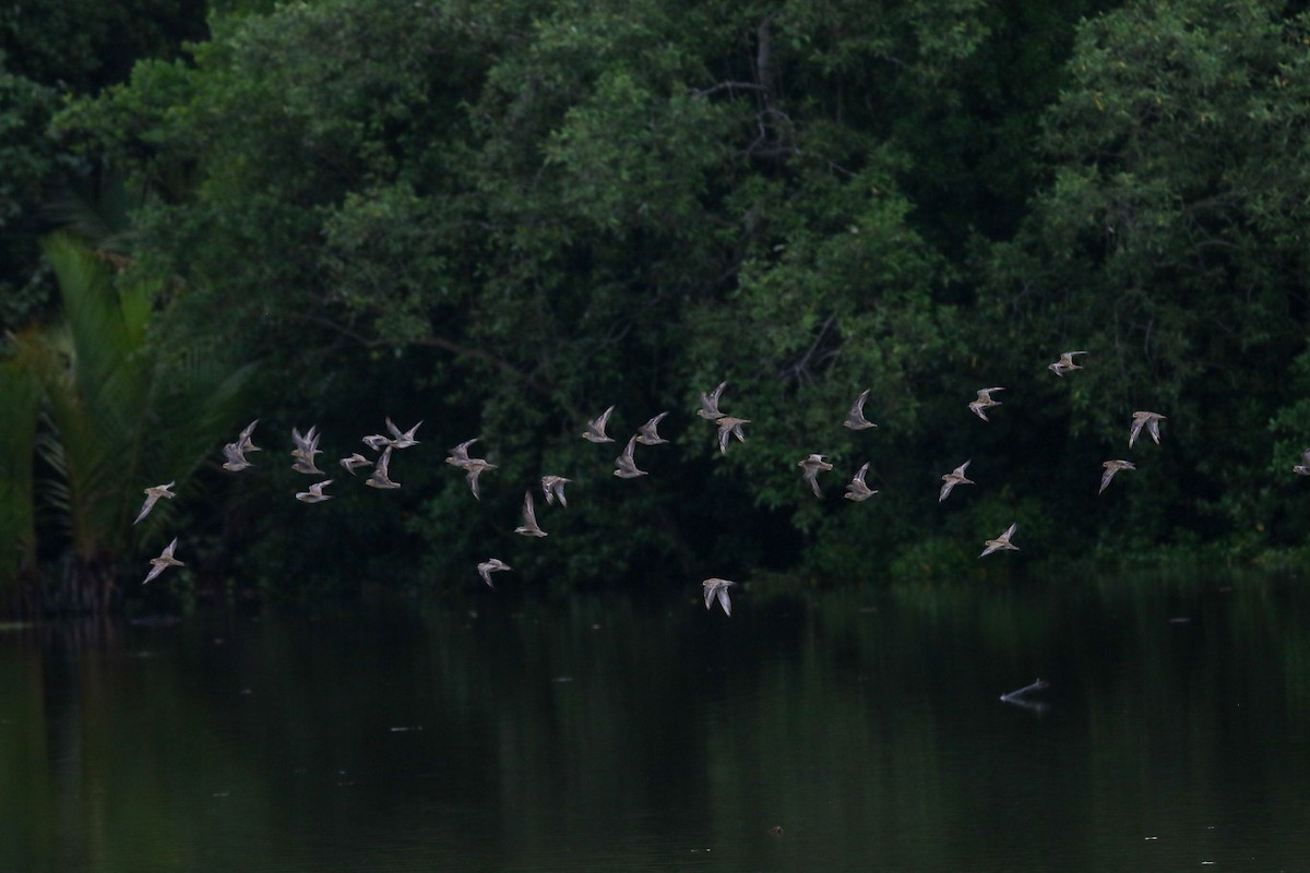 太平洋金斑鴴 - ML644358983