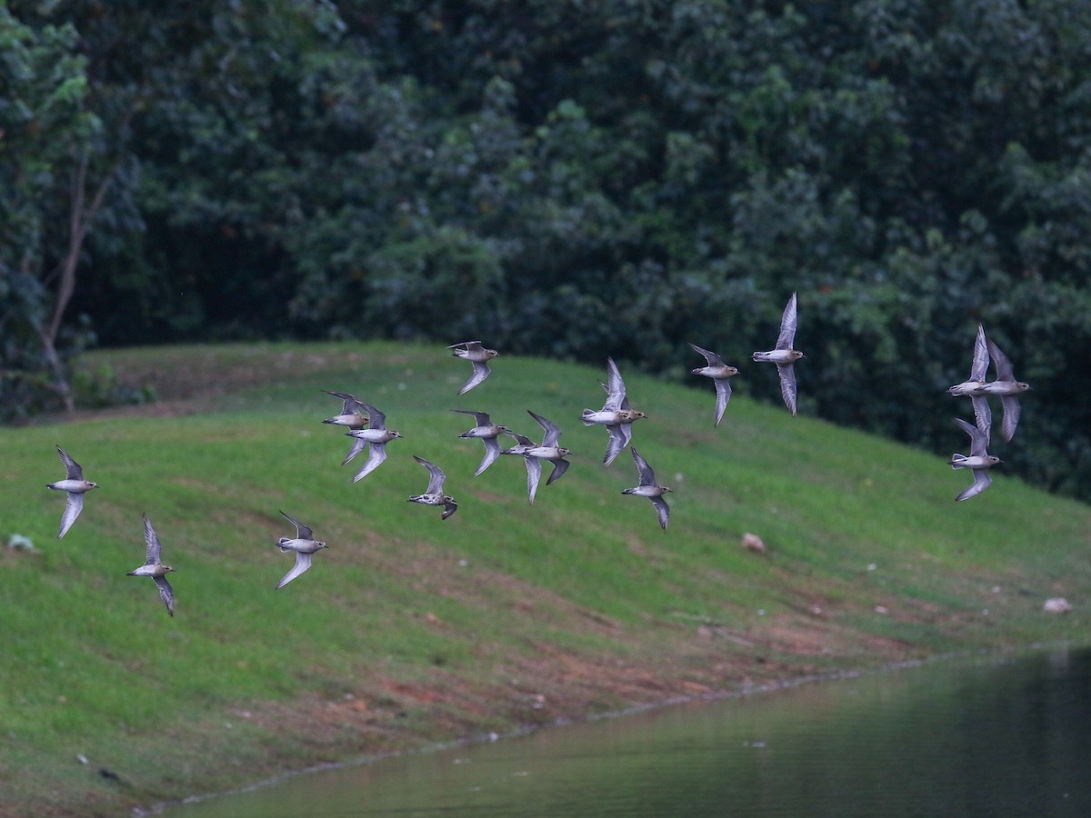 太平洋金斑鴴 - ML644358989