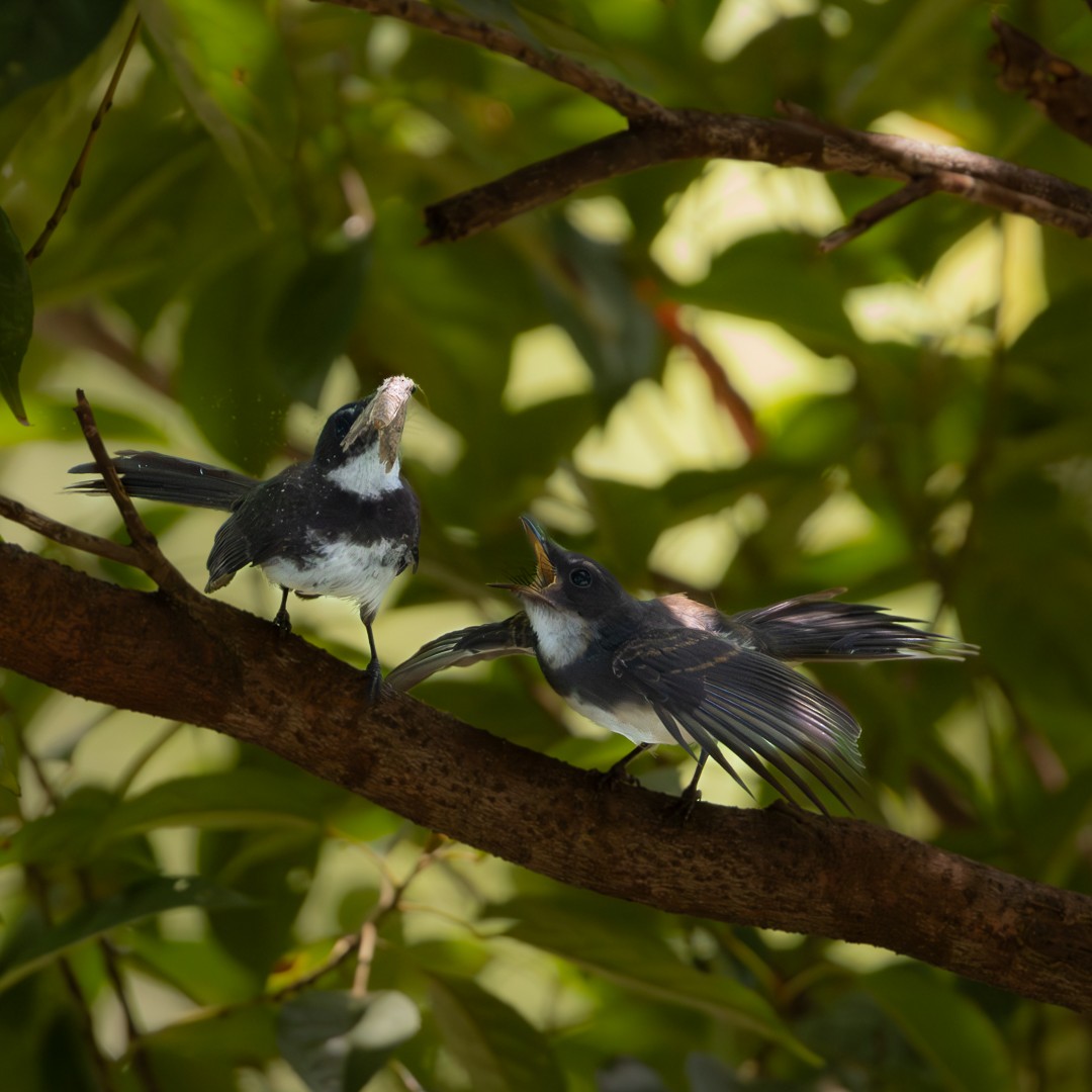 Malaysian Pied-Fantail - ML644358990