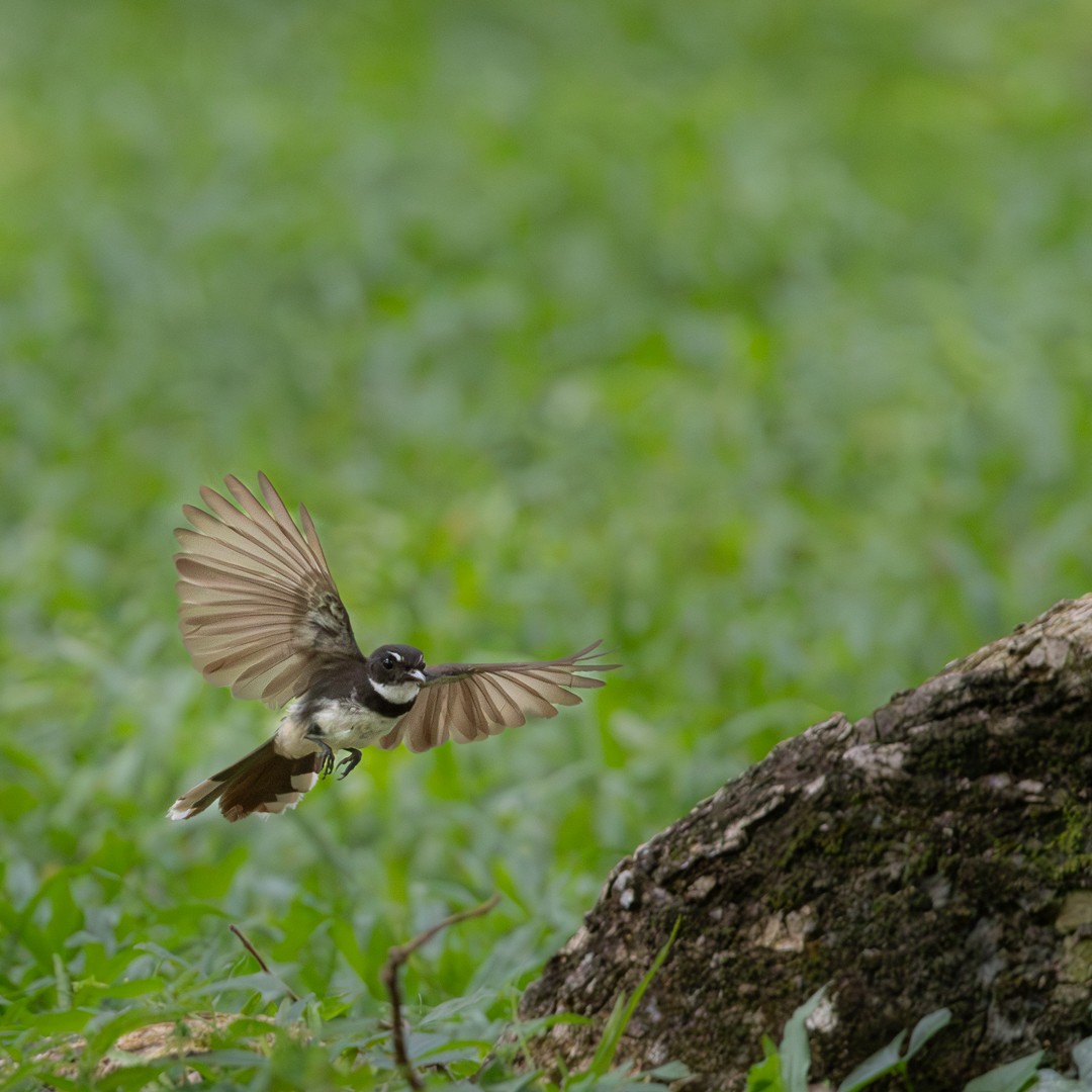 Malaysian Pied-Fantail - ML644358991