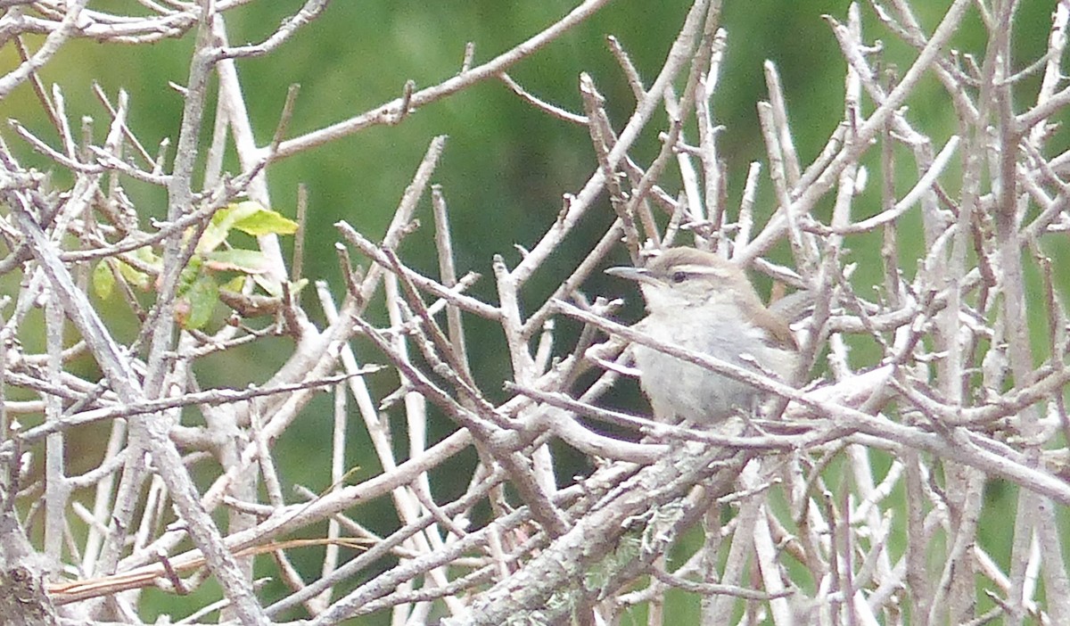 Bewick's Wren - ML644358993