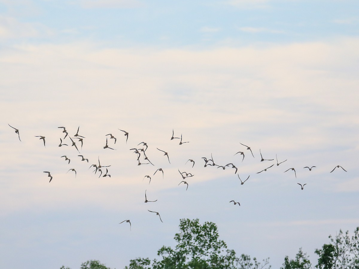 太平洋金斑鴴 - ML644358996