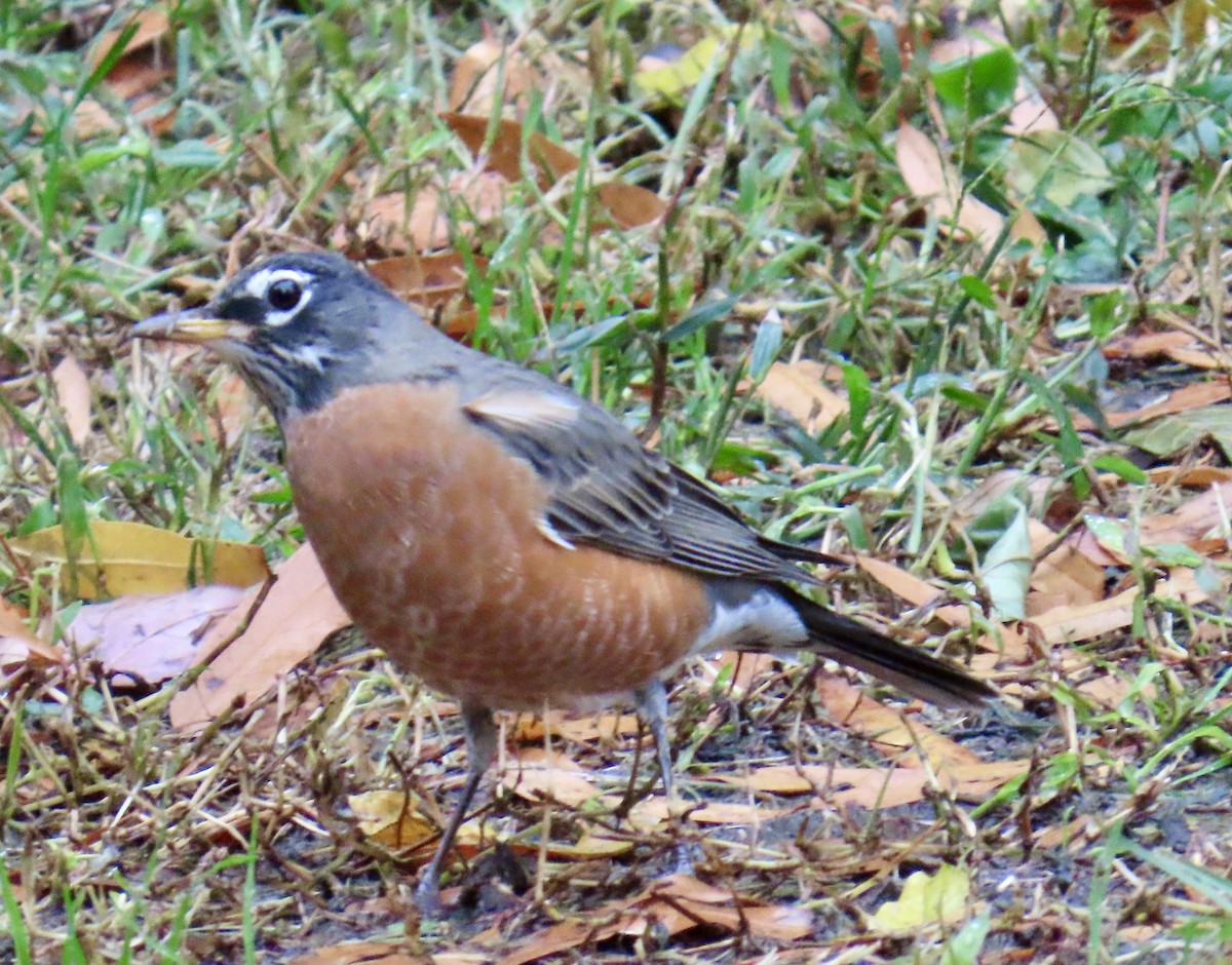 vandretrost - ML644358997