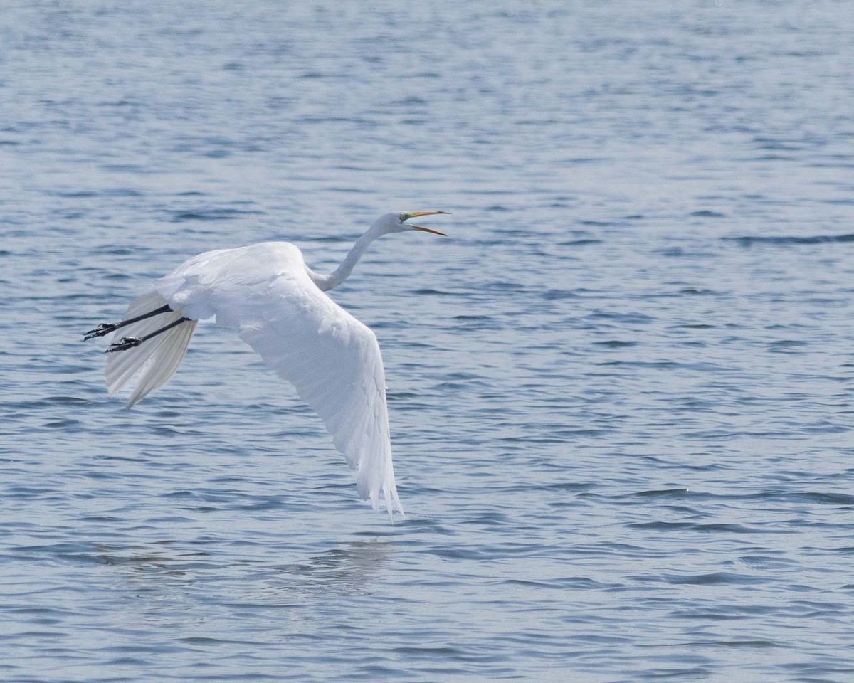 Great Egret - ML644359003