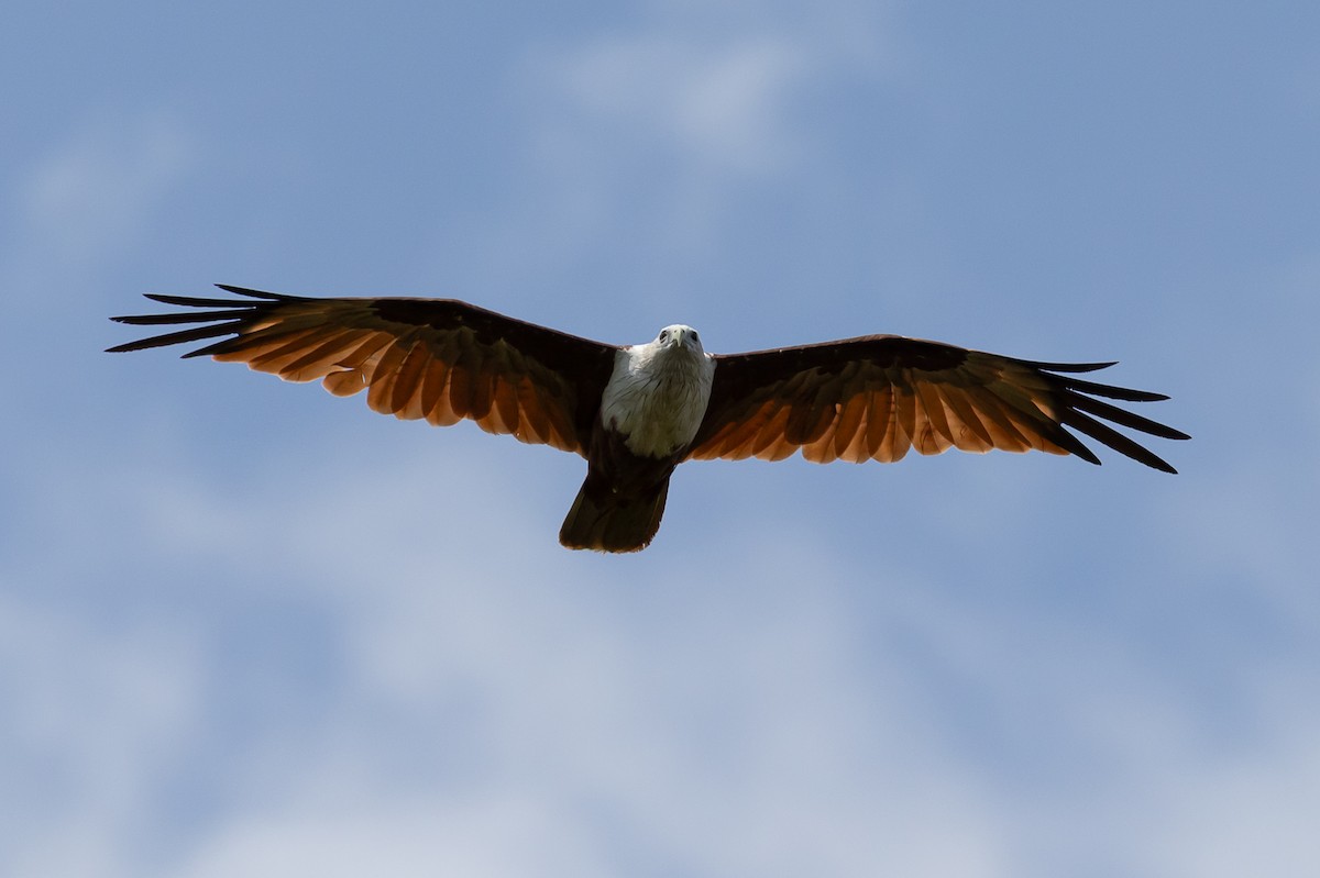Brahminy Kite - ML644359004