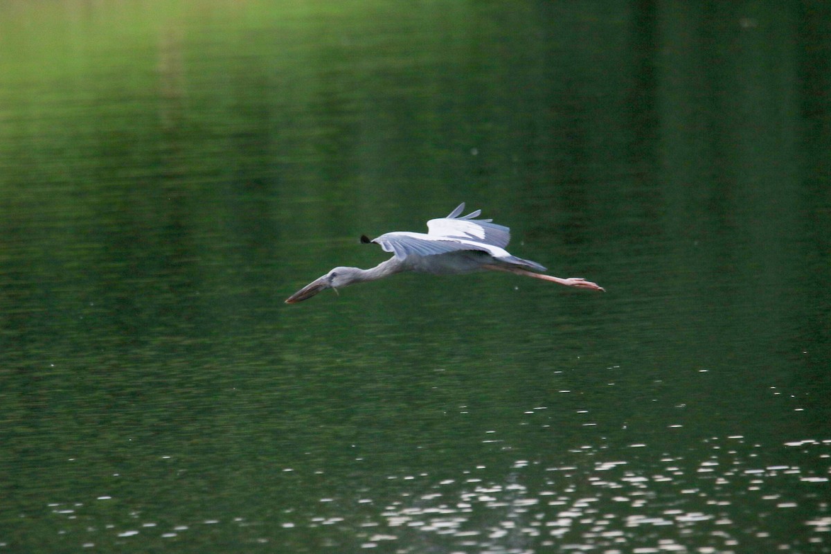 Bec-ouvert indien - ML644359005