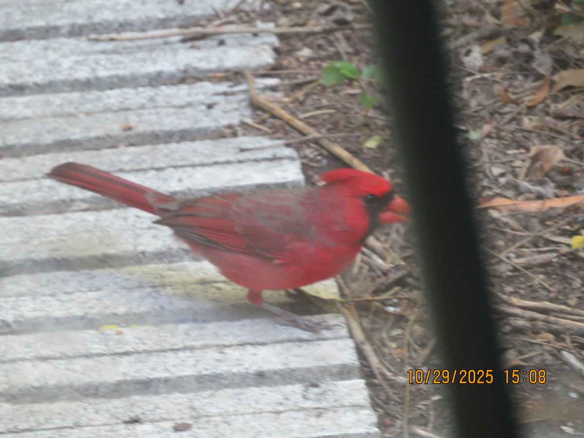 Northern Cardinal (Common) - ML644359006