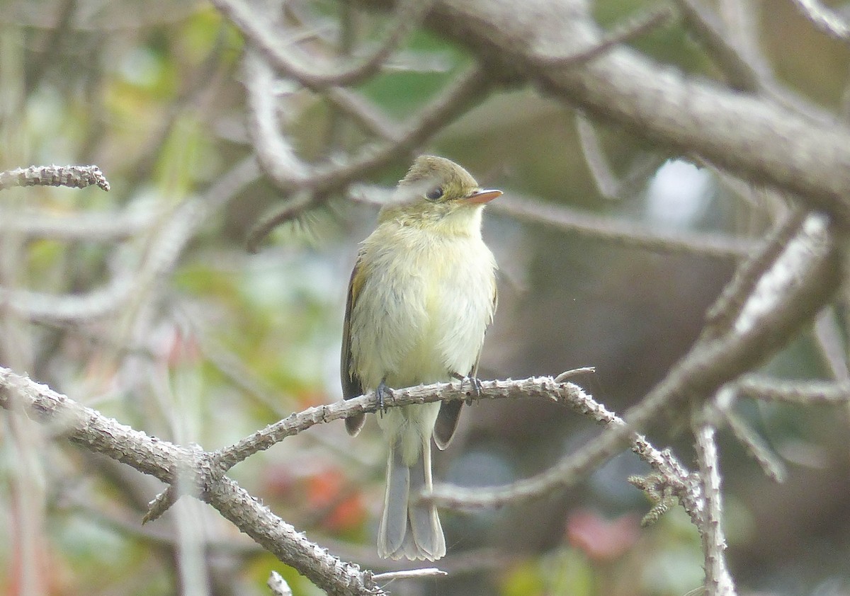 Western Flycatcher - ML644359007