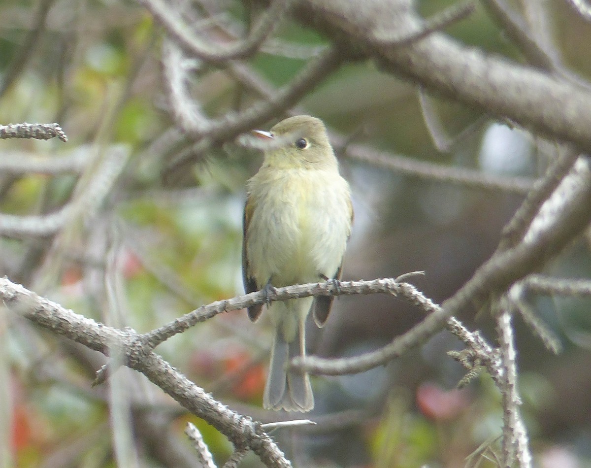 Western Flycatcher - ML644359008