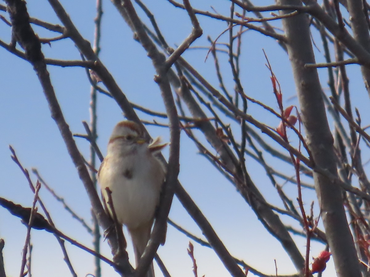 Пасовник північний - ML644359012
