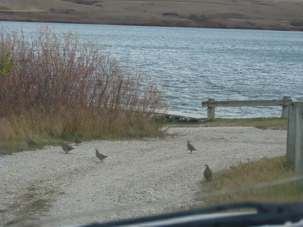 rapphøne - ML644359021