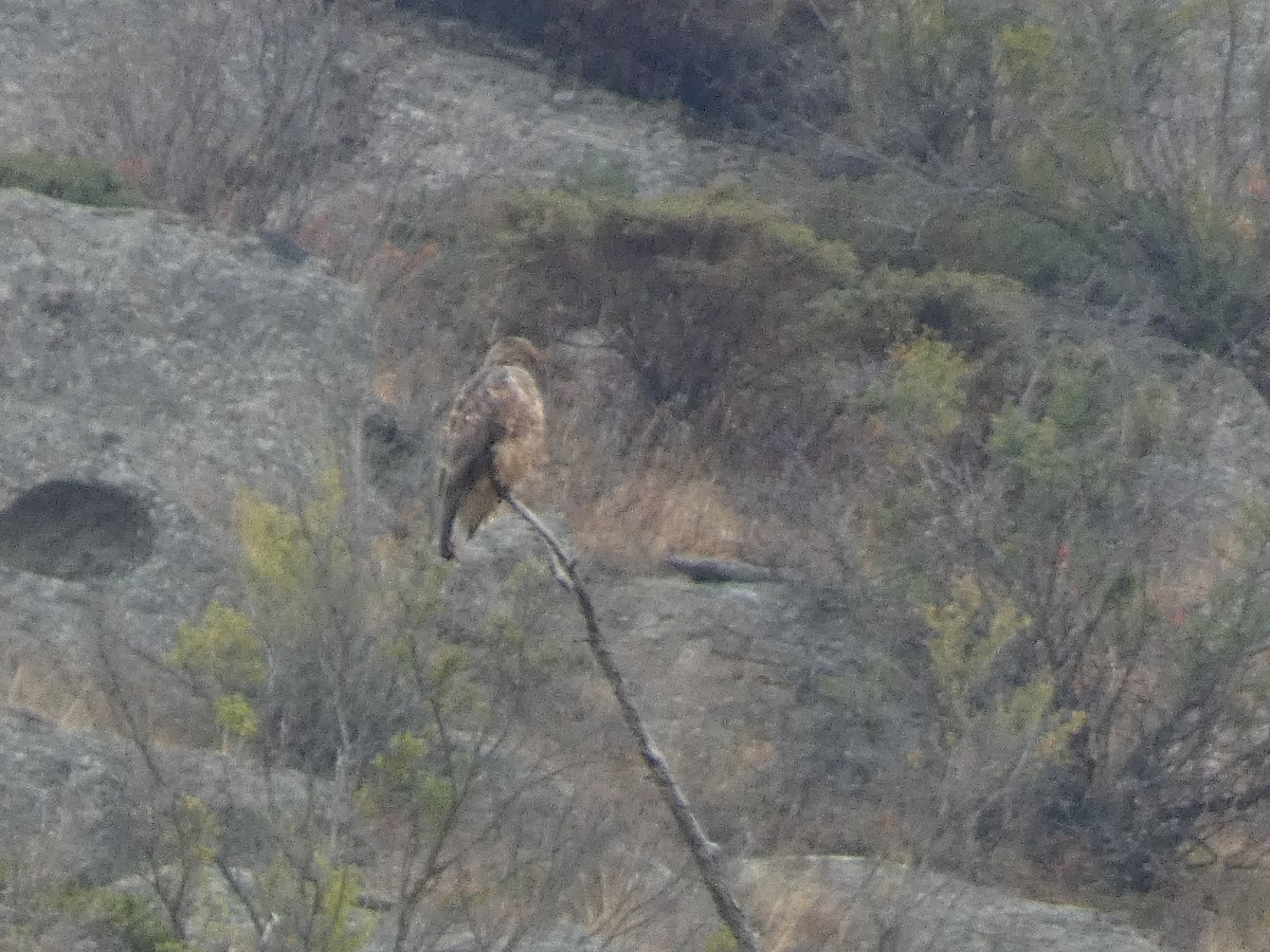 Poiana codabianca - ML644359027