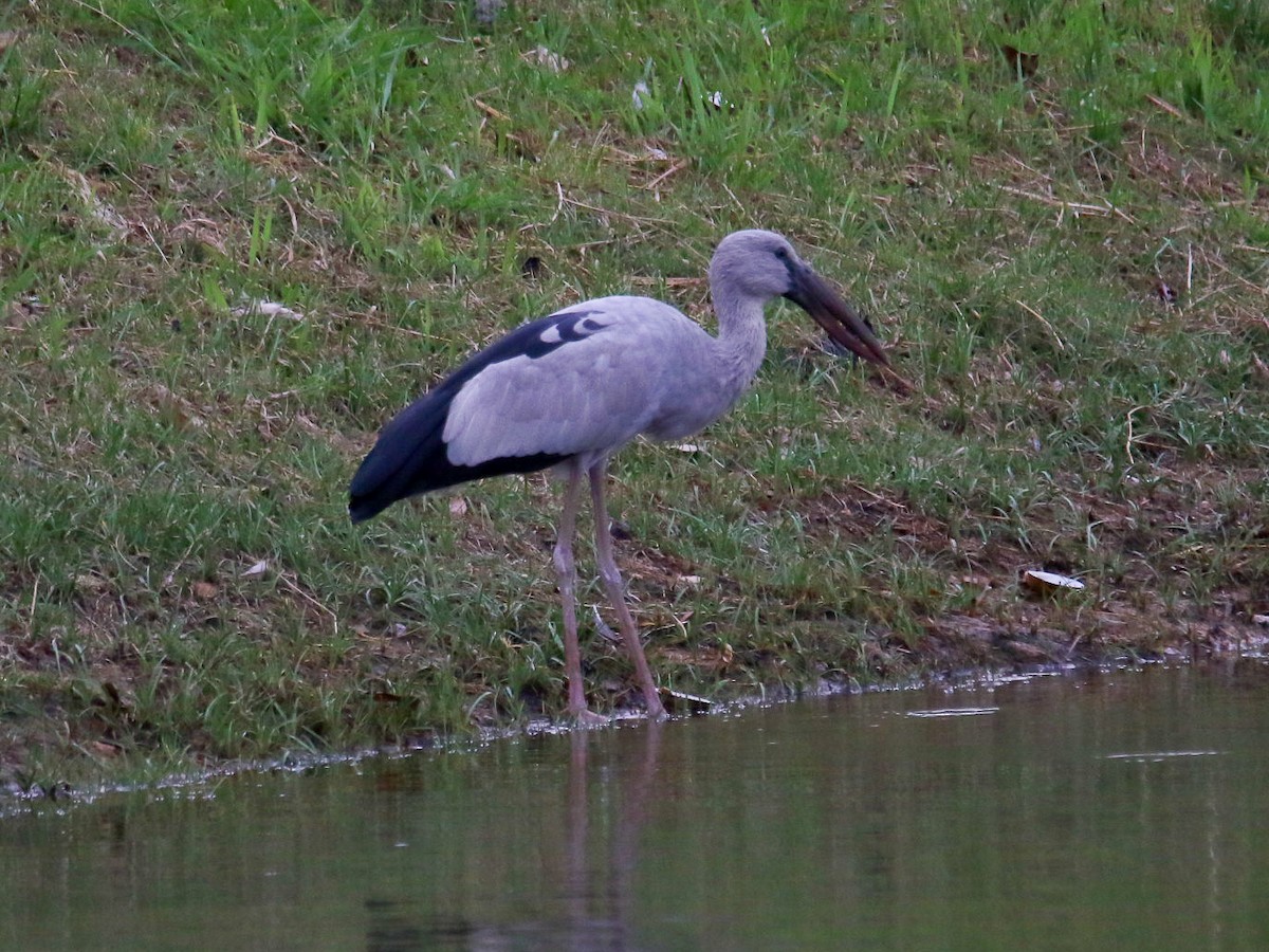 Bec-ouvert indien - ML644359044