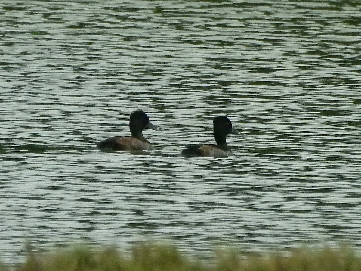 Ring-necked Duck - ML644359052