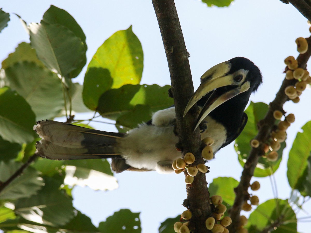 キタカササギサイチョウ - ML644359060