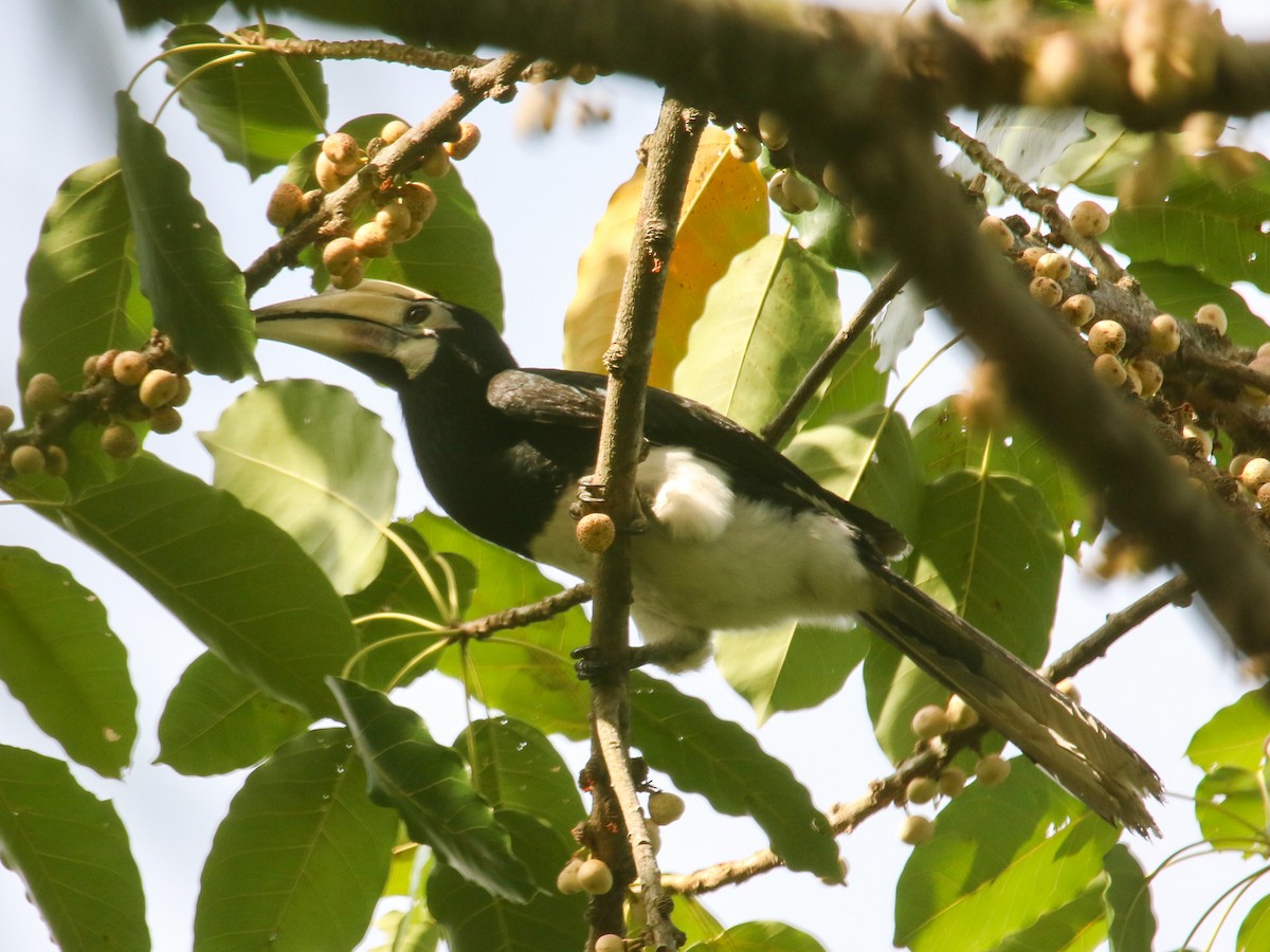 キタカササギサイチョウ - ML644359061