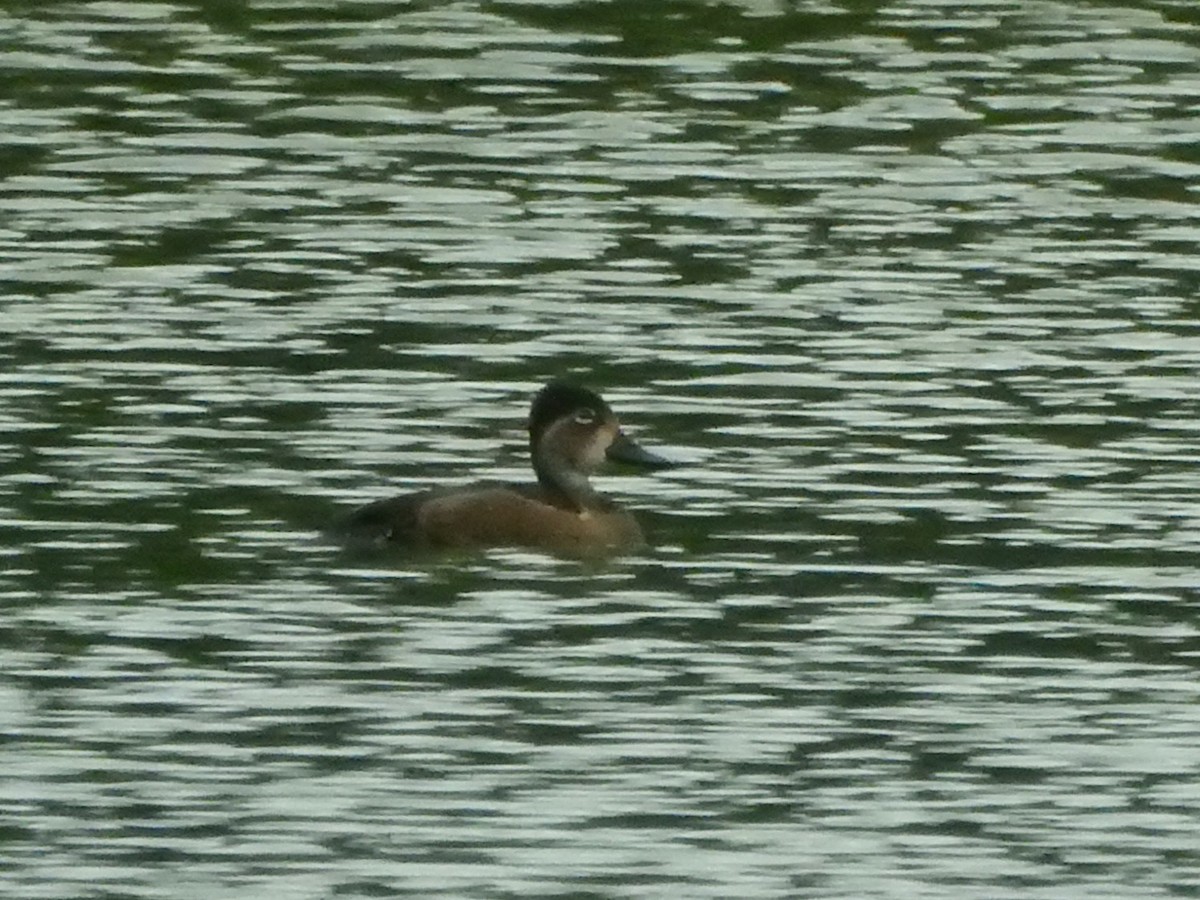 Ring-necked Duck - ML644359062