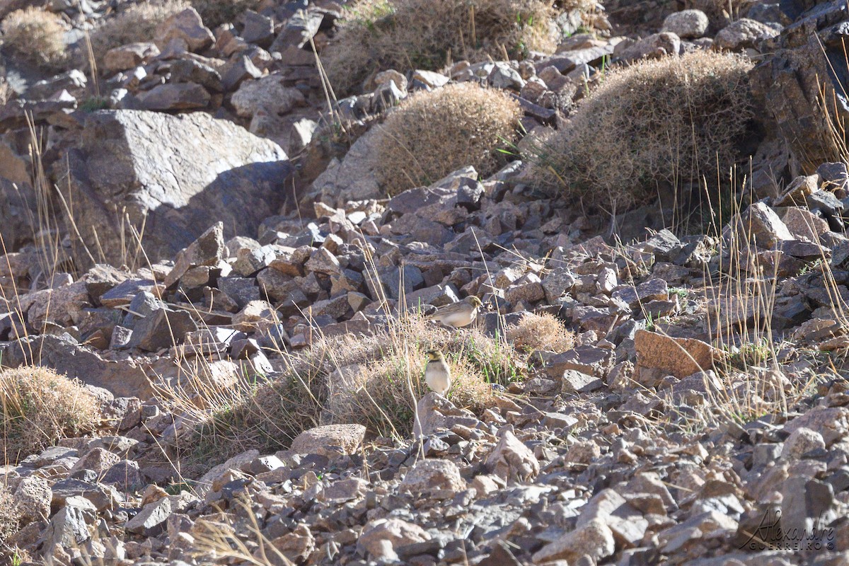 ハマヒバリ（atlas） - ML644359064