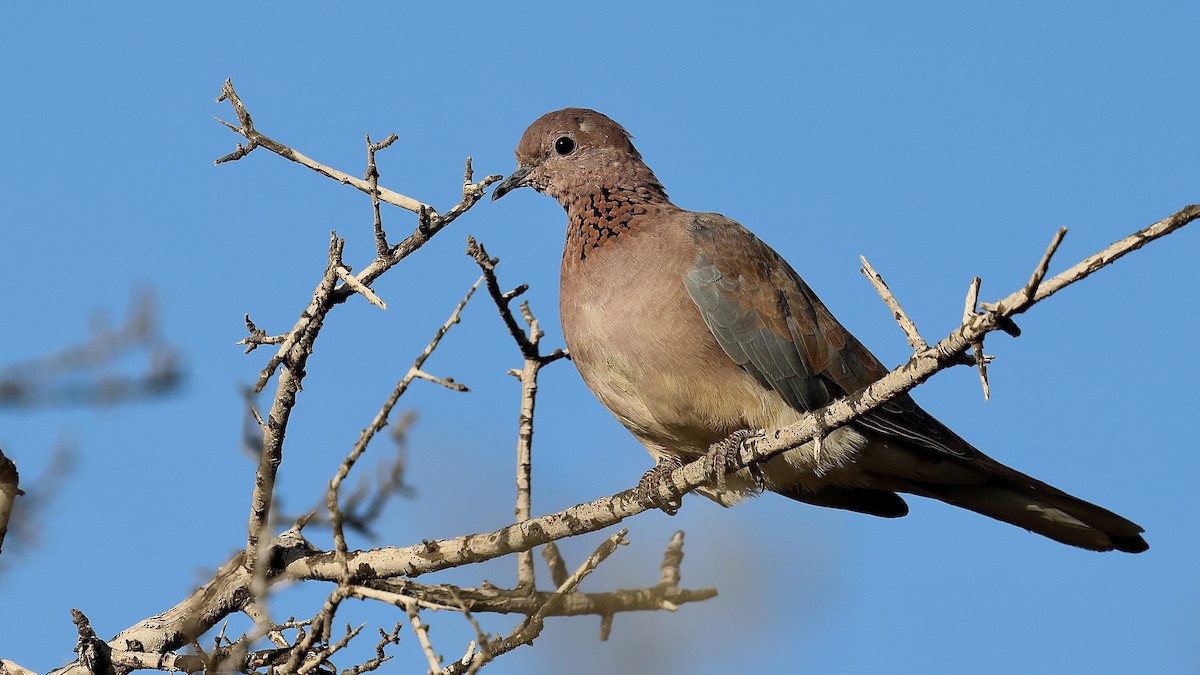 Palmtaube - ML644359085