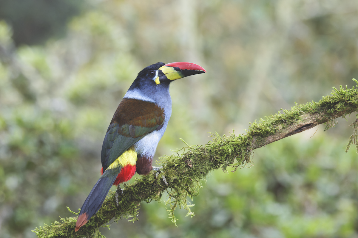 Toucan bleu - ML644359092