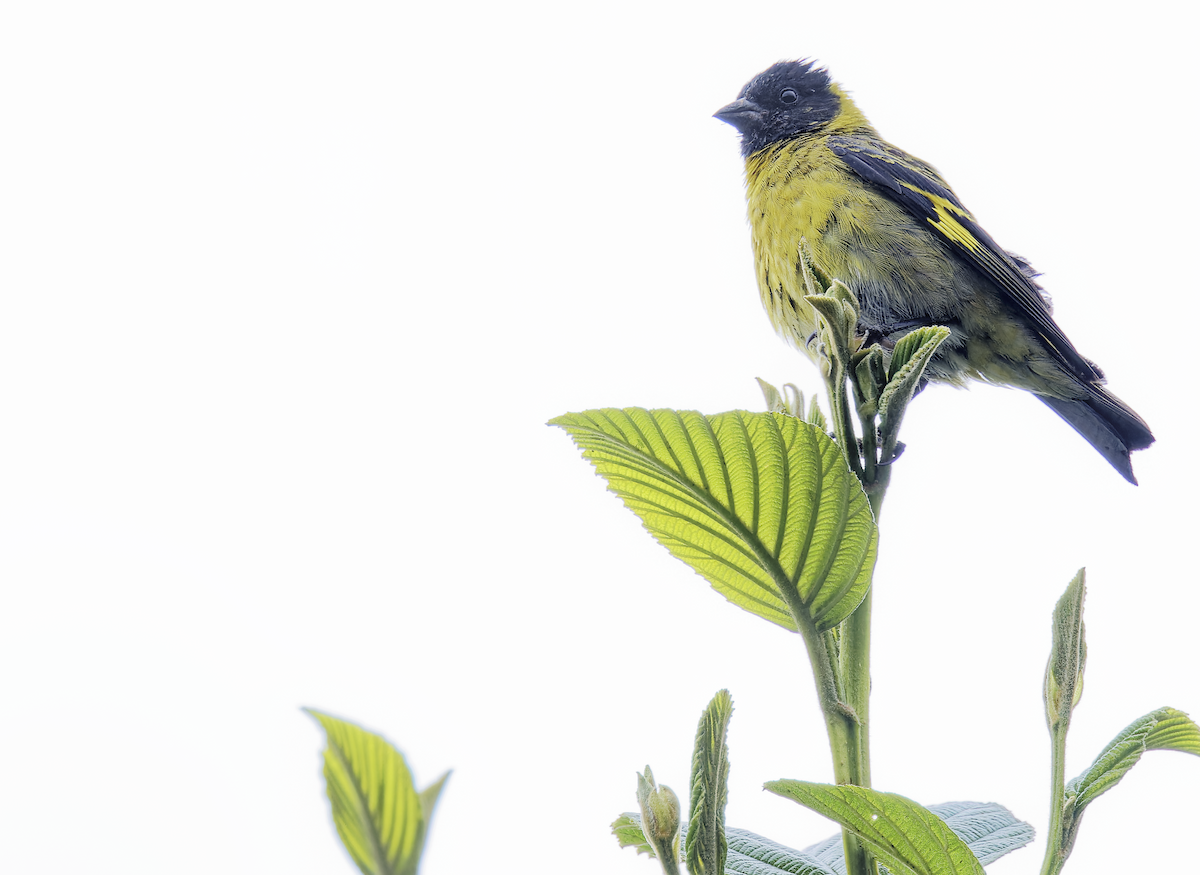 čížek jihoamerický - ML644359109