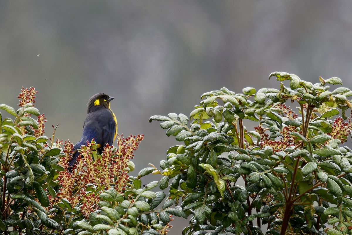 Tangara Lacrimosa - ML644359114