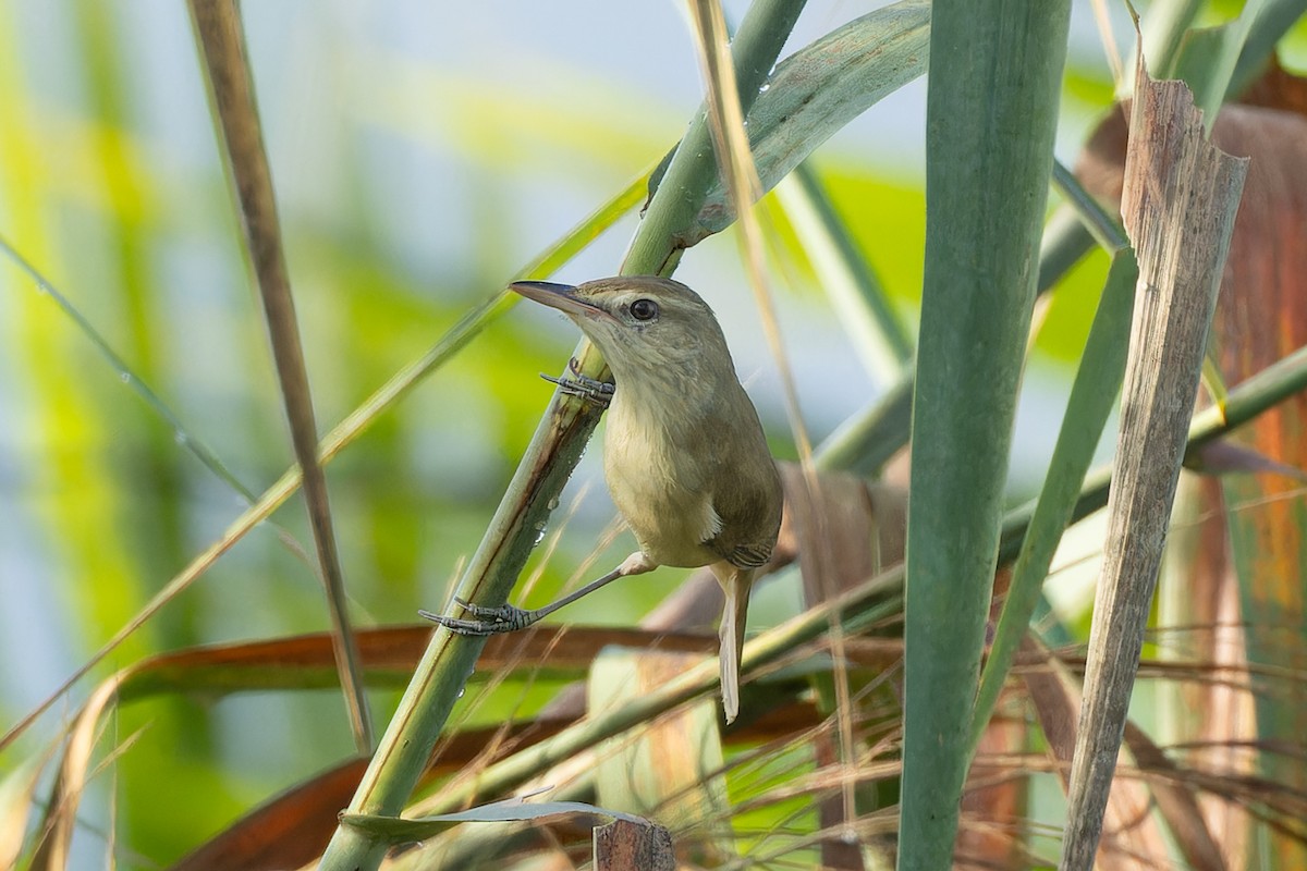 Clamorous Reed Warbler - ML644359115