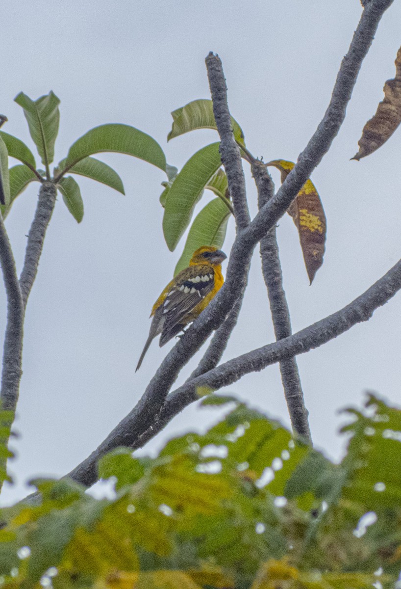 Yellow Grosbeak - ML644359135