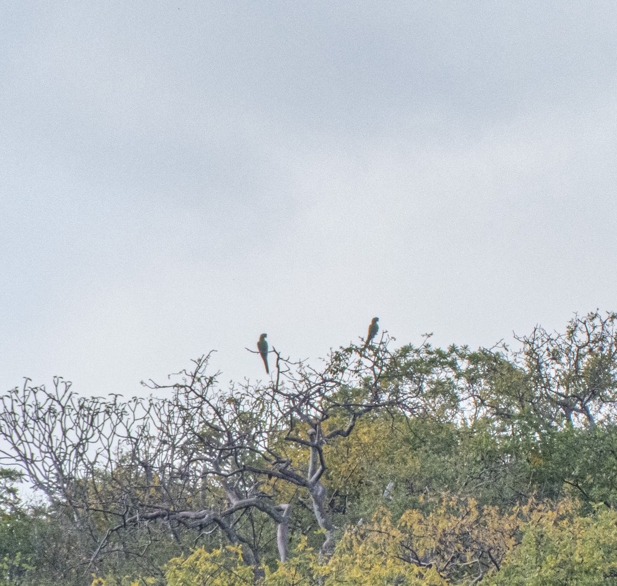 Military Macaw - ML644359151