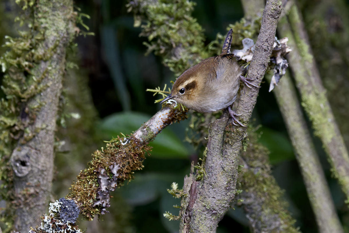 Mountain Wren - ML644359162
