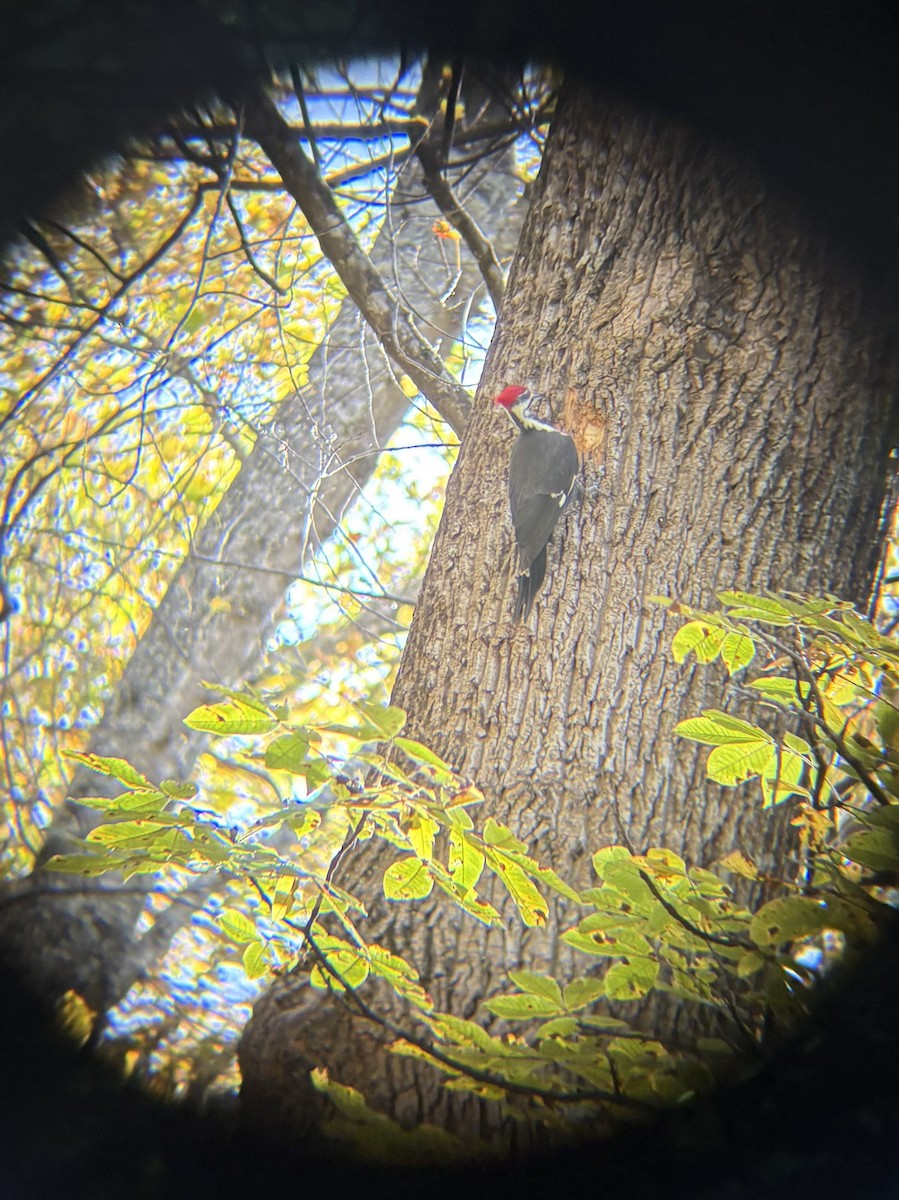 Pileated Woodpecker - ML644359180