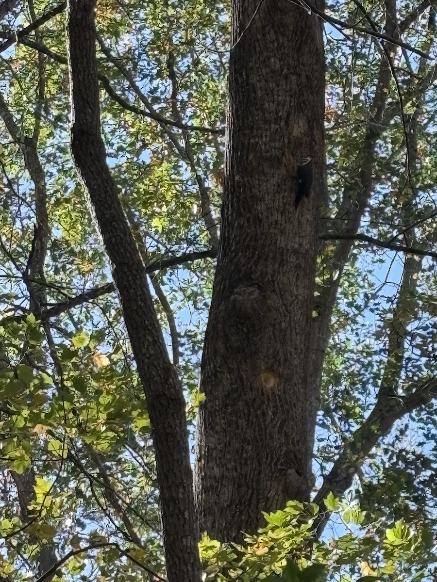 Pileated Woodpecker - ML644359181